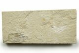 Cretaceous Fossil Shrimp and Fish - Lebanon #376594-1